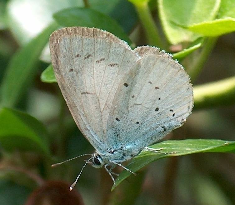 Holly blue.