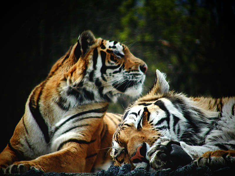 Two Kitties