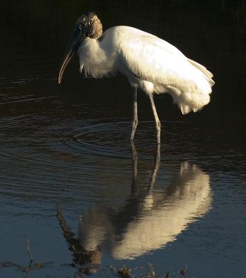 stork reflect 2.jpg