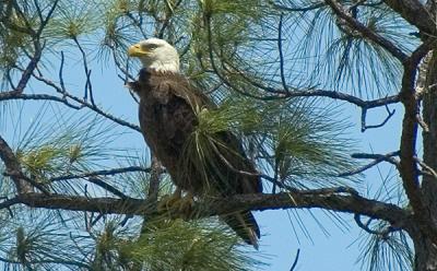 Pose eagle.jpg