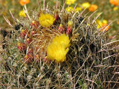 Arizona Blooms!