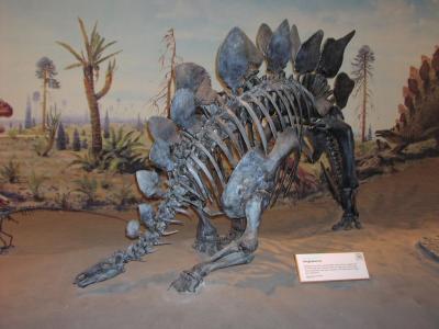 Dinosaur Meseum