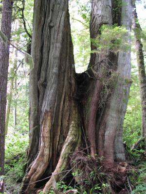 Rain Forest - This tree is 10 feet wide