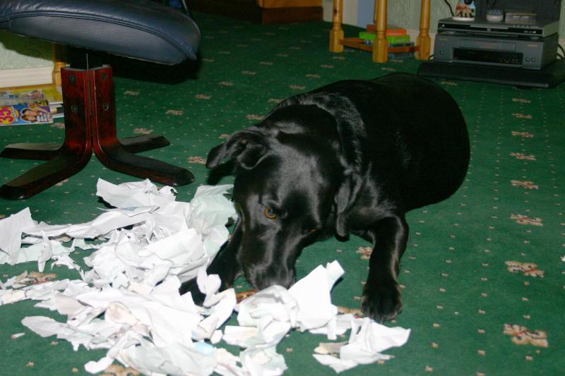 Paper shredder.