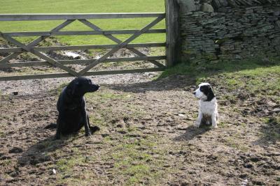 Holly and Midge