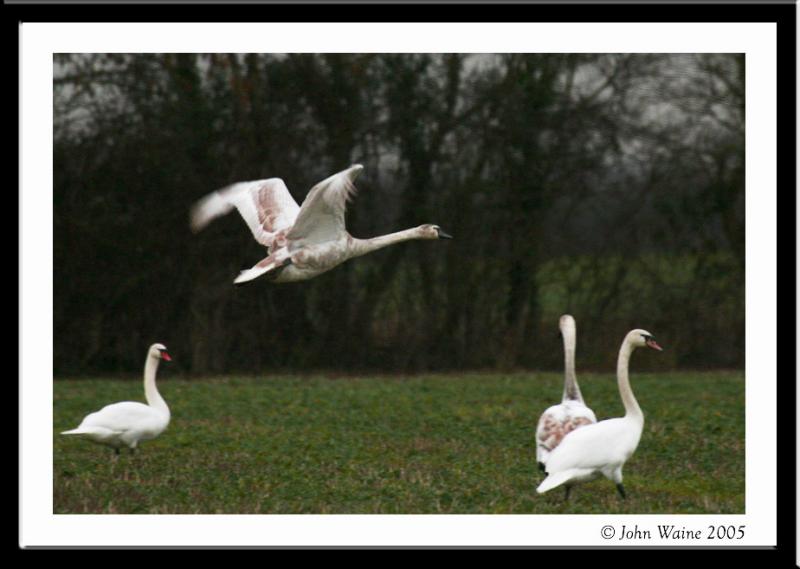 Cygnet Flight