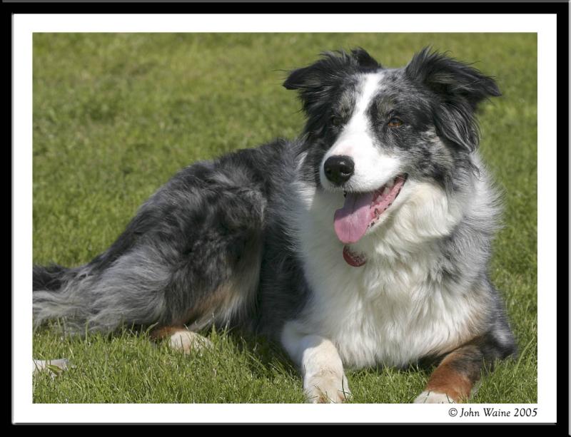 20050415 Megan the Welsh Collie