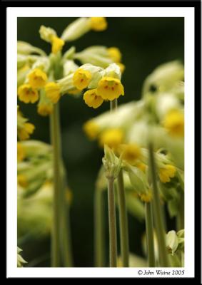 20050414 Cowslips