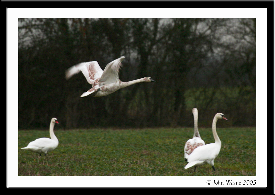 Cygnet Flight