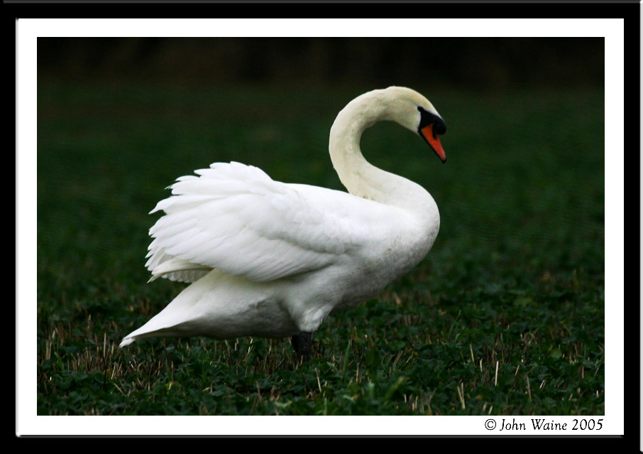 Swan