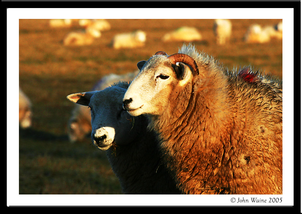 Morning Sheep