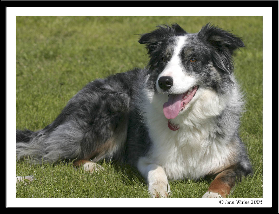 20050415 Megan the Welsh Collie