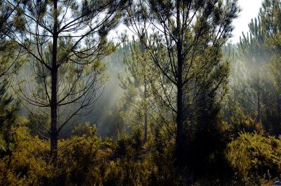 DSC_2012-LuzPinhal.jpg