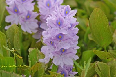 Water Hyacinth Flowers