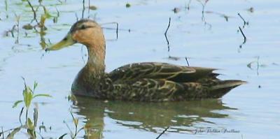 Probably A Mottled Duck (Anas fulvigula)