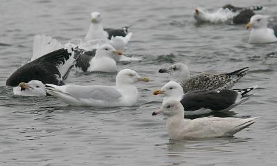 Glaucous Gulls with Great Black-backed Gulls