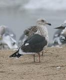Slaty-backed Gull, 3rd cycle (#1 of 4)