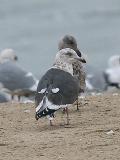 Slaty-backed Gull, 3rd cycle (#2 of 4)