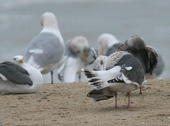 Slaty-backed Gull, 3rd cycle (#4 of 4)
