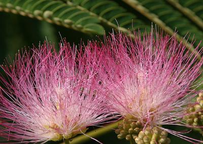 Mimosa Tree Flowers