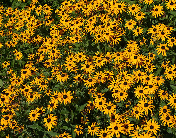 Black-eyed Susans