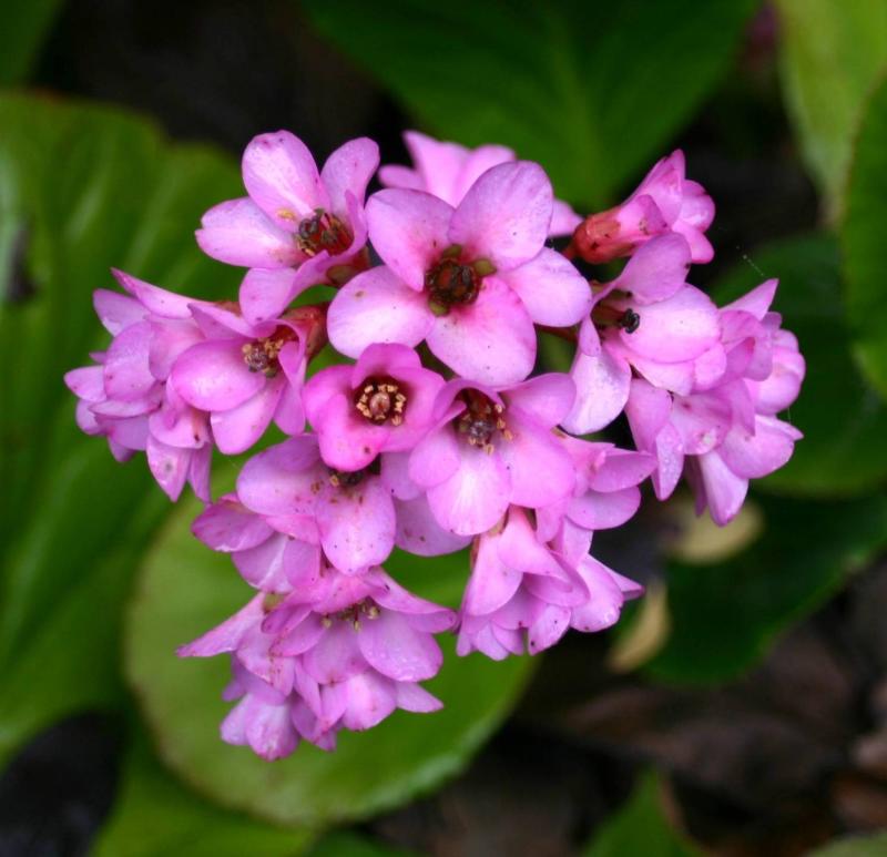 In Bloom