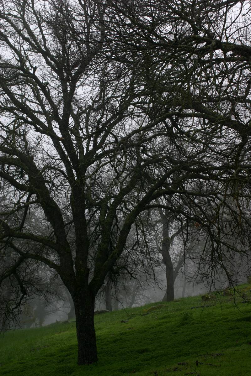 Fog Moving Through The Oaks
