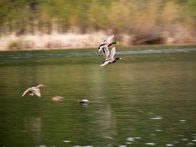 Hen Mallard Chasing Drakes?