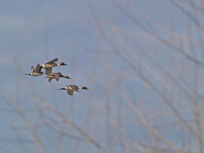 Pintails On Final Approach