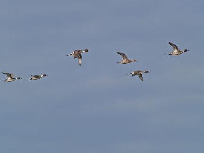 Pintails Taking Off