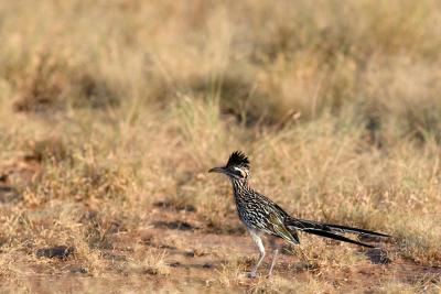 Roadrunner-At-Sundown