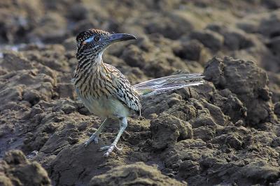 Roadrunner-At-Tank