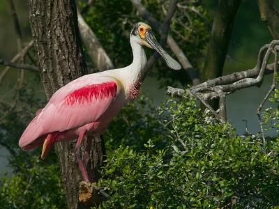 u16/jrn813/medium/42066445.RoseateSpoonbill.jpg