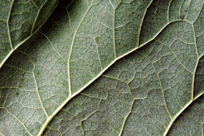 u16/jsb/medium/21890846.leafback.jpg