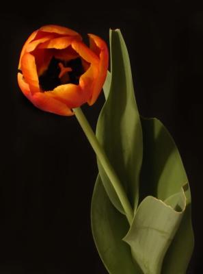 Tulip