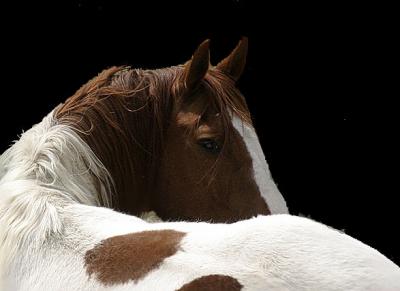Horse-Portrait.jpg