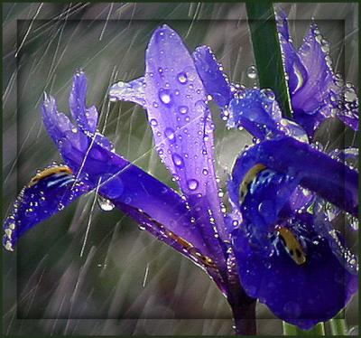 Beauty-in-the-Rain.jpg