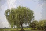 Weeping-Willow.jpg