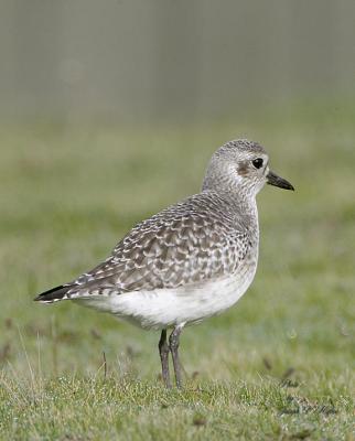 Black-bellied Plover