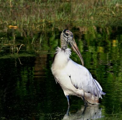 woodstork. looks into the camera