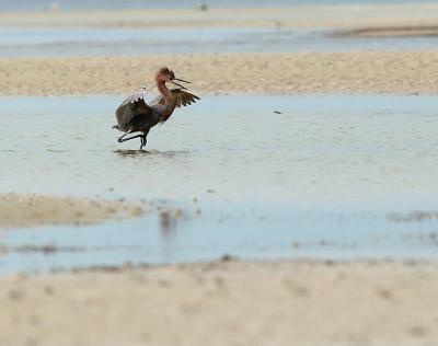 reddish egret. preparing to fish