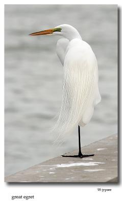 great egret on the seawall