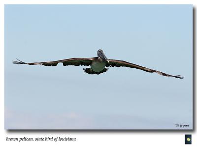 brown pelican in flight