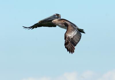 u16/jypsee/medium/39102657.pelicanflap.jpg