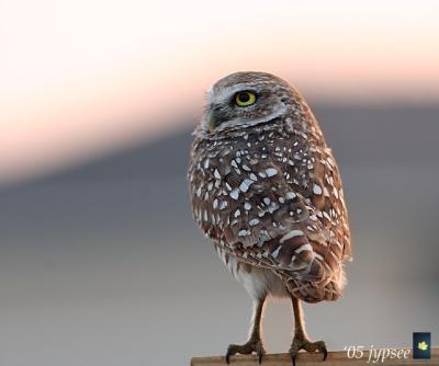owl at evening