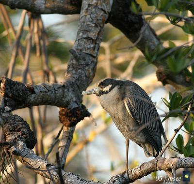 post preening posture. yellow crowned night heron