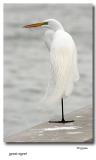 great egret on the seawall