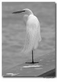 great egret on the seawall. in black and white