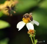 first bee