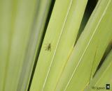 frond and fly